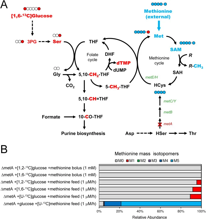 Incorporation of 13C-labeled carbons from glucose into methionine via the folate cycle and methionine cycle. (A) Schematic of metabolic pathways involved in one-carbon metabolism in E. coli. Red circles represent 13C-labeled atoms derived from [1,6-13C]glucose. Blue circles represent carbon atoms de