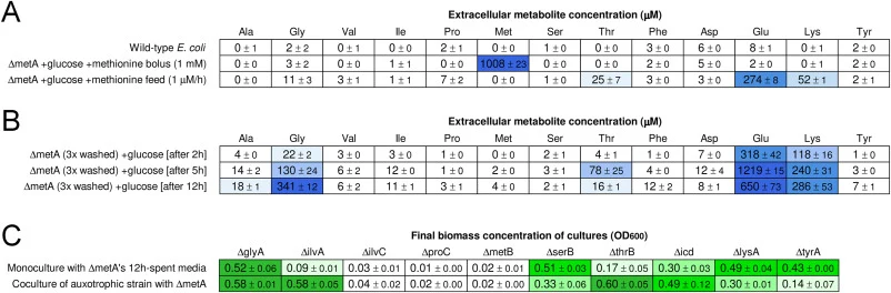 Secretion of amino acids by ΔmetA strain. (A) Extracellular amino acid concentrations measured during mid-growth phase, when OD600 was around 0.5, for wild-type E. coli and ΔmetA strain grown under methionine excess and methionine limited growth conditions (mean ± stdev, n = 2). (B) Extracellular am