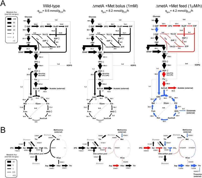 Metabolic flux maps for wild-type E. coli and ΔmetA strain grown under methionine excess and methionine limited growth conditions. (A) Estimated metabolic fluxes in central carbon metabolism. (B) Estimated metabolic fluxes in one-carbon metabolism. Blue arrows indicate fluxes that were significantly