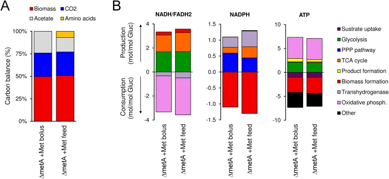 Carbon, electron and energy balances for ΔmetA strain grown under methionine excess and methionine limited growth conditions. The contribution of different metabolic pathways to the production and consumption of co-factors was calculated from 13C-MFA results. “Other” in NADPH panel represents the co