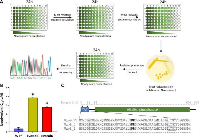 Adaptive laboratory evolution identified the alkaline phosphatase encoding gene uxpB as a putative player in REE stress-resistance. (A) Schematic overview of the adaptive laboratory evolution experiment performed with increasing Nd concentrations. Resistant endpoint populations were isolated and scr