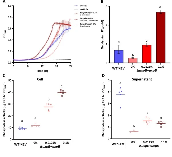 UxpB is involved in REE resistance. (A) Growth of WT* and ΔuxpB strains carrying either the empty pJN105 vector (EV) or a pJN105 plasmid expressing uxpB (ΔuxpB+uxpB) in MOPS medium containing glycerol 1-phosphate. uxpB expression was induced with 0, 0.0125, or 0.1% (m/v) L-arabinose. Data represent
