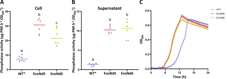 Mutations in uxpB increase phosphatase activity. (A-B) Cell-associated (A) and supernatant (B) phosphatase activities of WT* and evolved strains after 24 h growth in MOPS medium containing glycerol 1-phosphate. Activity was measured by pNPP hydrolysis after 1 h and normalized to culture OD600. Each