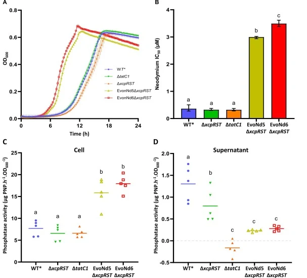 UxpB cellular localization does not influence REE toxicity. (A) Growth curves of WT*, secretion mutants ΔtatC1 and ΔxcpRST and evolved EvoNd5ΔxcpRST and EvoNd6ΔxcpRST strains in MOPS medium supplemented with glycerol 1-phosphate. Data represent means ± SD from biological triplicates with technical d