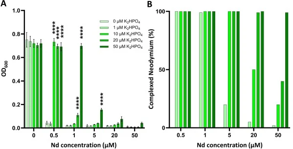 Effect of inorganic phosphate on neodymium toxicity toward P. putida. (A) Final growth of P. putida WT* after 24 h in MOPS medium containing glycerol 1-phosphate and increasing concentrations of NdCl3 (0–50 µM) and/or inorganic phosphate (K2HPO4, 0–50 µM). OD600 values were obtained from five biolog