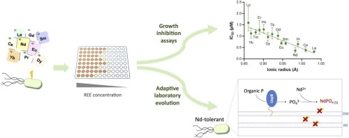 Phosphatase-mediated mitigation of rare earth element toxici