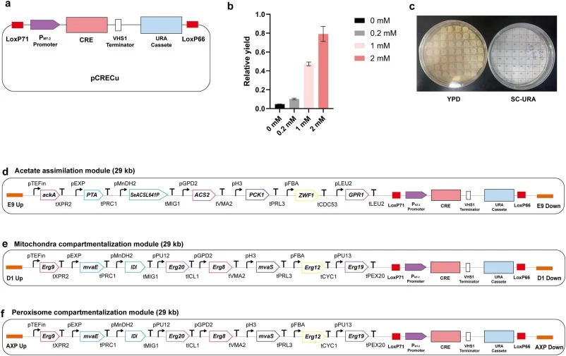 Development of an inducible-excisable marker recycling system for Y. lipolytica. (a) Design and construction of a Cu2+-inducible-excisable marker recycling system plasmid. (b) Effects of different Cu2+ concentrations on C30 carotenoids production driven by the Cu2+-inducible promoter pMT2. (c) Verif