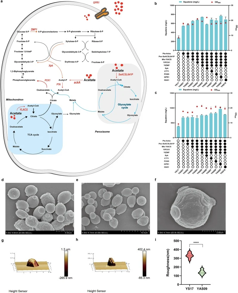 Metabolic reprogramming enables efficient acetate utilization in the cell factory Y. lipolytica. (a) Reprogramming of the metabolic network to enhance acetate assimilation. (b) Growth and squalene production of acetate-adapted strains cultured in YPA medium for 3 days. (c) Growth and squalene produc
