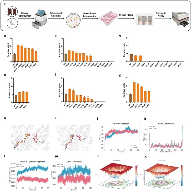 Enhancing C30 carotenoids production via molecular engineering of MspCrtN in Y. lipolytica. (a) Schematic workflow of color-based high-throughput screening for MspCrtN variants. (b) Directed evolution of dehydrosqualene desaturase by random mutagenesis across the entire gene. (c) Effect of tyrosine