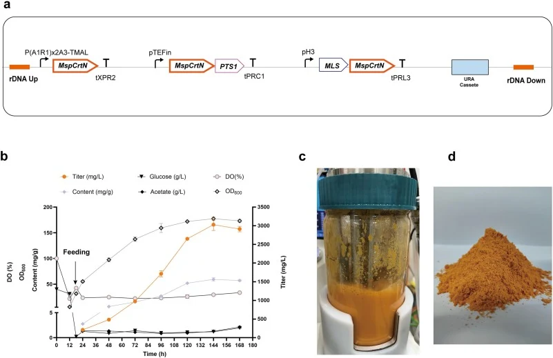 Bioreactor fermentation of C30 carotenoids engineered strains. (a) Design and construction of the C30 carotenoids-module plasmid. (b) Investigation of fermentation kinetics of a C30 Carotenoids-producing strain in a 1.5-L bioreactor. (c) Final fermentation broth appearance and pigment production. (d