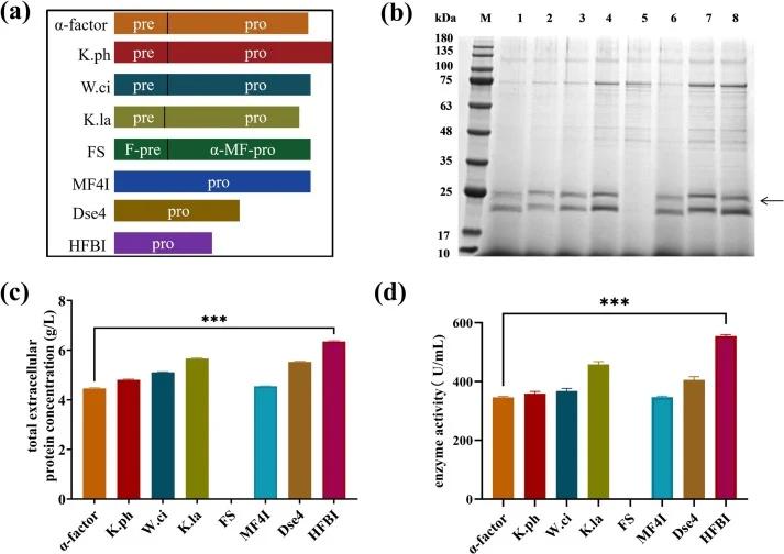 Effects of signal peptides on recombinant XynB secretion and extracellular enzyme activity in P. pastoris. (a) Selection of signal peptides. (b) SDS-PAGE analysis of proteins in culture supernatants after 5 days of methanol induction. M, protein marker; lanes 1–8, α-factor, K. ph, W. ci, K. la, FS,