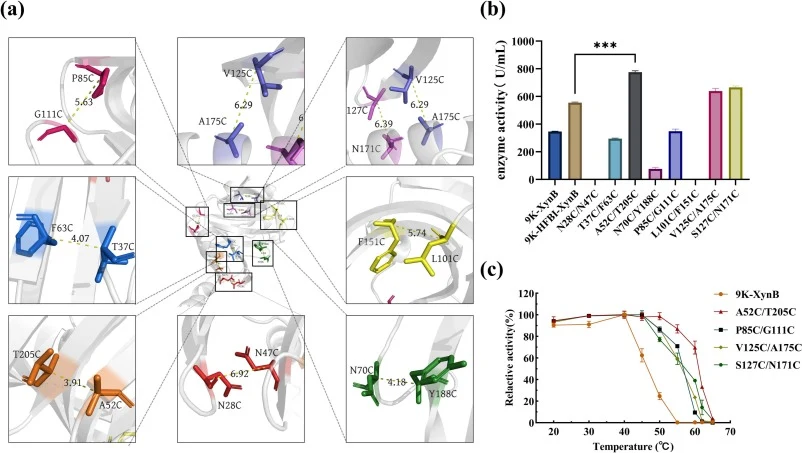 Structural mapping and functional characterization of engineered disulfide bonds in XynB. (a) Three-dimensional structural analysis of engineered disulfide-bond sites in XynB. The introduced cysteine pairs are shown as sticks, and disulfide bonds are indicated by golden dashed lines. (b) Effect of d