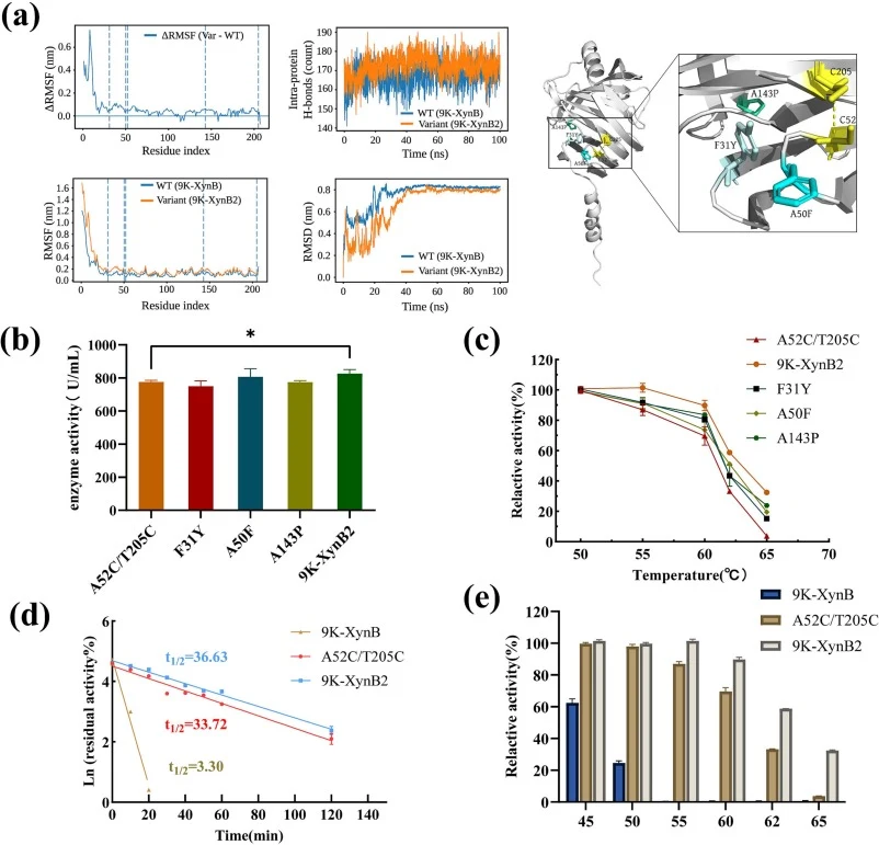 Structural mapping and enzymatic properties of XynB variants with amino acid substitutions. (a) Molecular dynamics (MD) analyses comparing 9K-XynB and 9K-XynB2 in aqueous solution, including RMSD, residue-based RMSF, ΔRMSF (9K-XynB2 minus 9K-XynB), and intramolecular hydrogen-bond counts (protein–pr