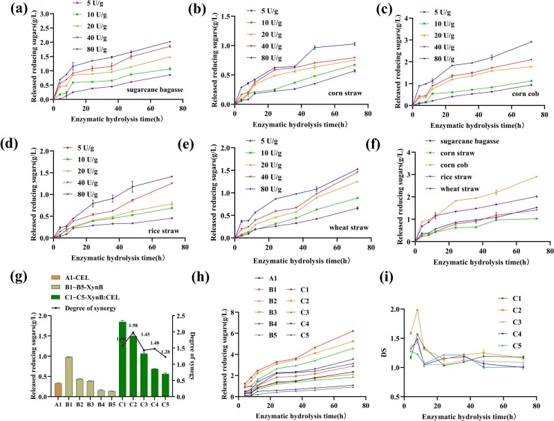 Saccharification of alkali-pretreated lignocellulosic substrates by XynB at different loadings and synergistic hydrolysis with a commercial cellulase (CEL). Alkali-pretreated sugarcane bagasse, corn stover, corncob, rice straw, and wheat straw were hydrolyzed with XynB (5–80 U/g substrate), and redu
