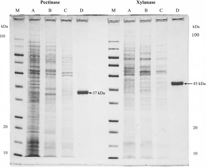 SDS–PAGE (12%) analysis of pectinase (left) and xylanase (right). Lane M, molecular weight protein marker (kDa); A, crude enzyme extract; B, ammonium sulfate-precipitated fraction; C, ion exchange purified; and D, purified enzyme fraction obtained after gel filtration chromatography. Prominent prote