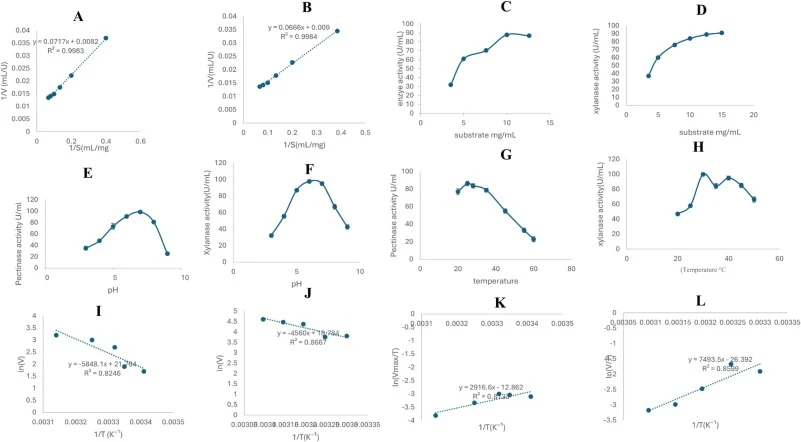Determination of kinetic and thermodynamic parameters of pectinase and xylanase. Lineweaver-Burk plots for pectinase and xylanase are shown in (A) and (B), respectively, while Michaelis-Menten plots are shown in (C) and (D), The effects of pH on pectinase and xylanase activity are shown in (E) and (