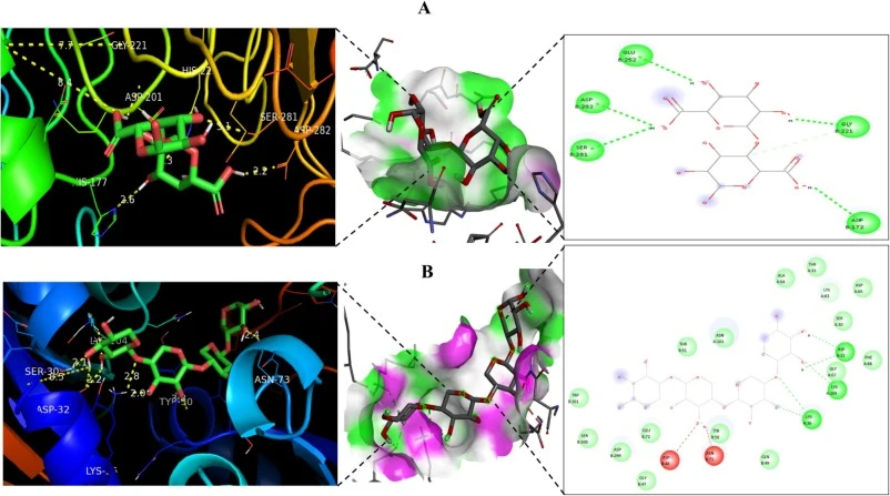 Molecular docking of pectinase and xylanase to the selected ligands. Pectinase was docked with (A) digalacturonic acid, and xylanase docked with (B) beechwood xylan. PyMOL (residue labelling and distance measures) and Discovery Studio (hydrogen bond analysis and interaction analysis) were used to vi