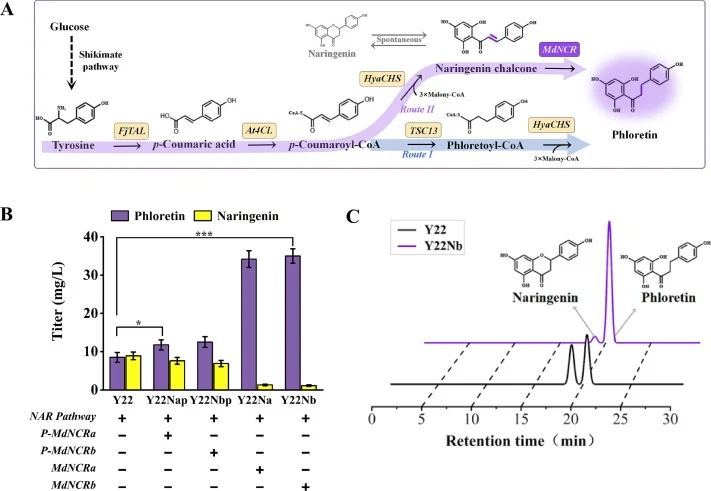Establishment of a naringenin chalcone reductase route for phloretin biosynthesis in engineered S. cerevisiae. (A) Schematic diagram of de novo naringenin and phloretin biosynthesis in the engineered yeast base strain Y22, highlighting the introduced non-canonical route from naringenin chalcone to p