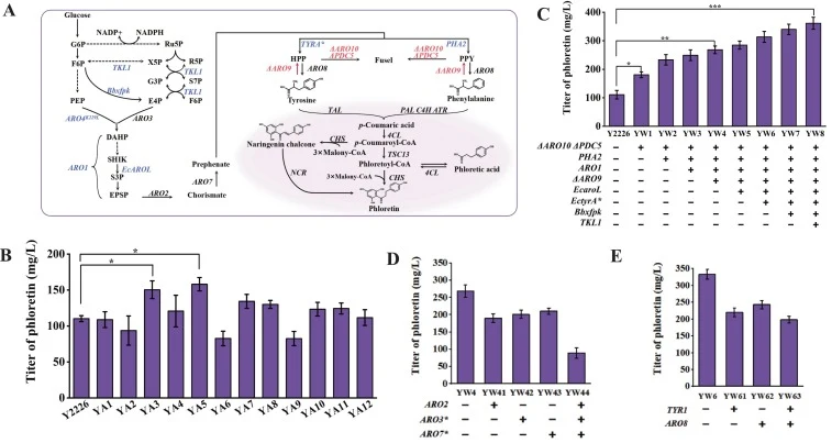 Reinforcement of aromatic amino acid supply for improved phloretin formation in engineered S. cerevisiae. (A) Metabolic engineering strategies implemented to increase tyrosine and phenylalanine precursor supply. Key interventions included: 1) feedback inhibition relief through mutant enzyme expressi