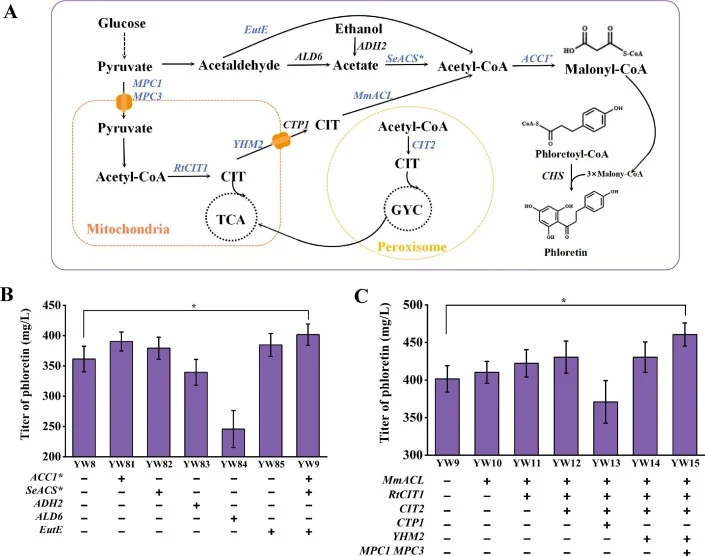 Enhancement of cytosolic malonyl-coenzyme A supply for phloretin biosynthesis in engineered S. cerevisiae. (A) Schematic representation of three engineering strategies for enhancing malonyl-coenzyme A supply: 1) strengthening endogenous pathways (ACC1 promoter replacement and S659A/S1157A mutations)
