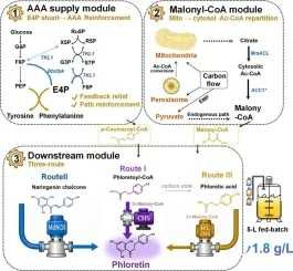 Production of phloretin by multi-module carbon flux rewiring
