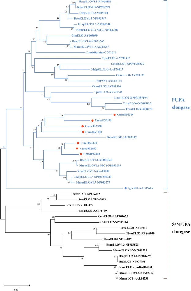 Phylogenetic analysis of elongases (ELO). The tree was constructed using neighbor-joining (NJ) method with MEGA version 12.0.14. Predicted ELO candidates from C. medinalis are indicated by red dots. The scale bar represents 0.50 amino acid substitutions per site. Branches are color-coded based on su