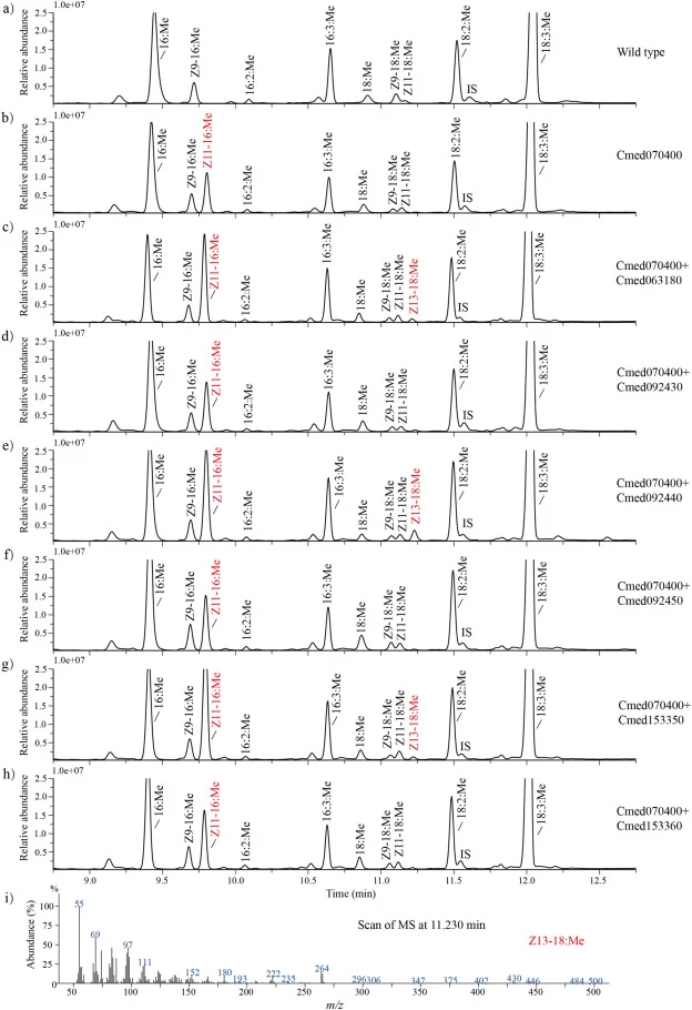 Functional characterization of ELOs candidates by heterologous expression in N. benthamiana. Gas Chromatography-Mass Spectrometry (GC-MS) analysis of fatty acid methyl ester profiles from a) wild type leaves, and the leaves expressing b) Cmed070400; c) Cmed070400+Cmed063180; d) Cmed070400+Cmed092430