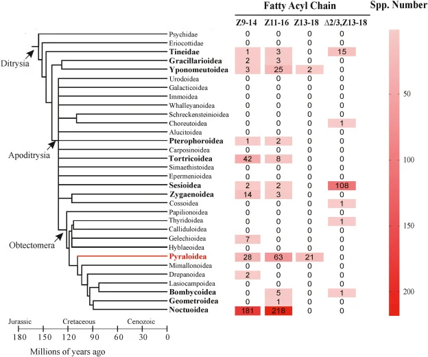 Fatty acyl chain of pheromone and attractant components mapped on to ditrysian Lepidoptera superfamilies. Numbers after taxa indicate reported number of species using corresponding fatty acyl chains in their pheromones and attractants in each superfamily. Z9-14 refers to the fatty acyl chain with a