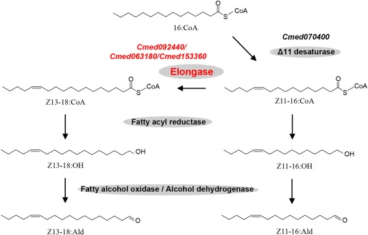 Proposed pathways towards the biosynthesis of major sex pheromone component in C. medinalis De novo fatty acid synthesis produces 16:CoA, which undergoes Δ11-desaturation catalyzed by Cmed070400 to yield Z11-16:CoA. Subsequently, Z11-16:CoA is elongated to Z13-18:CoA by specific elongases (Cmed09244