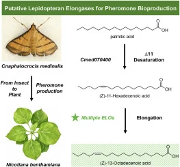 Integrative transcriptomic and functional analysis reveals f