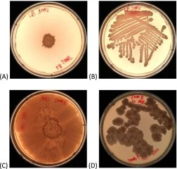 Growth characteristics of B. subtilis SOM8 on different agar media. (A) Deposition of 10 μL overnight culture onto LB agar; (B) Streaking of glycerol stock onto LB agar; (C) Deposition of 10 μL overnight culture onto MRS agar; (D) Streaking of glycerol stock onto MRS agar. Images shown are represent