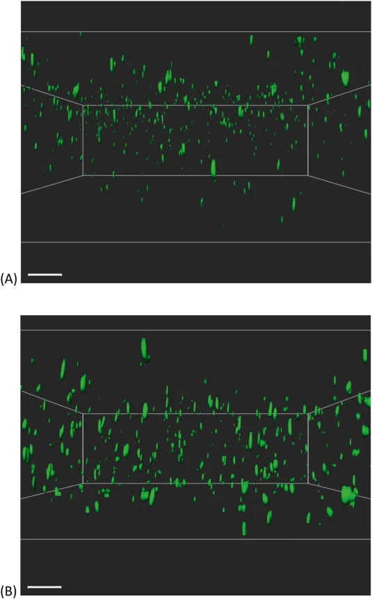 Imaris 3D images showing the distribution of GFP-SOM8 within alginate beads and distribution of biofilm volumes under different conditions. (A) G7: GFP-SOM8 without biofilm induction; (B) G8: GFP-SOM8 with aerobic biofilm induction; (C) G9: GFP-SOM8 with anaerobic biofilm induction; All scale bars =