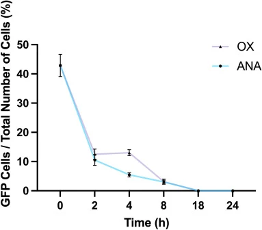 Temporal changes in fluorescence intensity of GFP-SOM8 during in-situ co-cultivation with B. longum DSM20219 under aerobic or anaerobic conditions. Analysis has been performed on microscopy images shown in Supplementary Fig. S5. Data are presented as mean ± standard deviation from three biological r