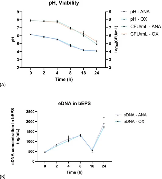 GFP-SOM8与长双歧杆菌DSM20219共培养物中pH动态变化、GFP-SOM8活力及生物膜基质产生。(A) 好氧和厌氧条件下pH与GFP-SOM8活力的时间分辨变化;(B) 共培养系统中bEPS内eDNA含量的时间变化;(C) T