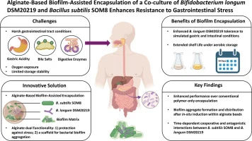 Alginate-based biofilm-assisted encapsulation of a Co-cultur