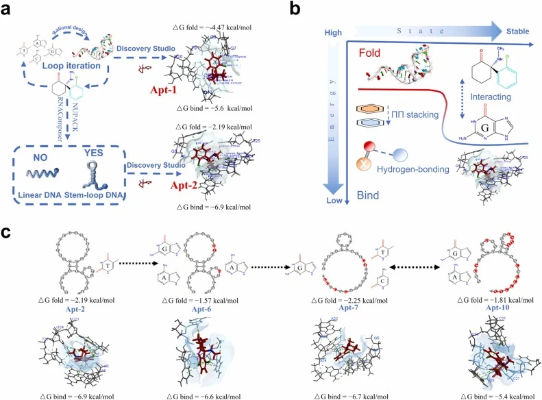 Rational design strategy and base substitution process of esketamine binding aptamers. (a) Screening principle of basic aptamer chain. (b) Possible chemical mechanism and energy change of aptamer binding to esketamine. (c) The base substitution process and the conformational change caused by the bin