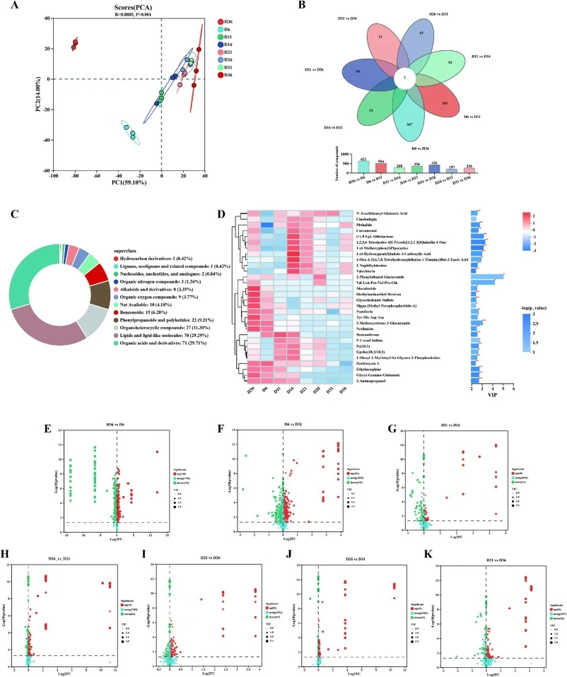 Dynamic metabolite analysis during fermentation based on untargeted metabolomics. (A) PCA score plot of all samples showing the distribution of metabolite profiles at different fermentation time points from H36 to D36. The cumulative contribution rate of PC1 and PC2 is 73.1%. (B) Statistical analysi
