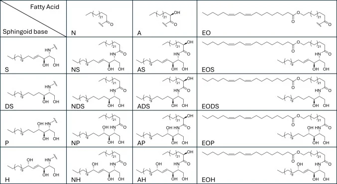 Structural diversity of ceramide subclasses based on sphingoid base and fatty acid composition. [S] = sphingosine, [DS] = dihydrosphingosine, [P] = phytosphingosine, [H] = 6-hydroxy-sphingosine; [N] = non-hydroxylated FA, [A] = α-hydroxylated FA, [EO] = esterified ω-hydroxyl FA. Adaptation from Tonc