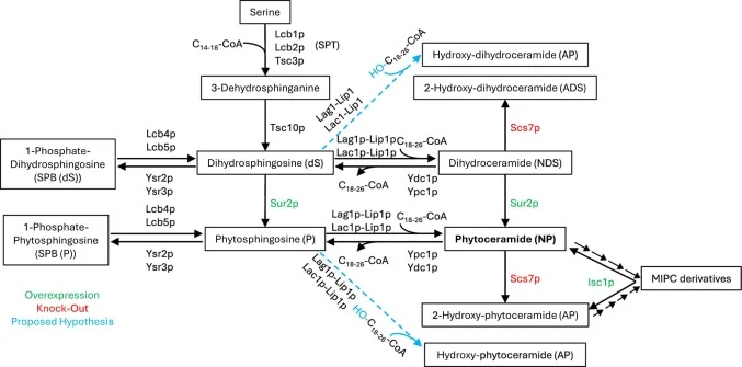 Sphingolipid biosynthetic pathway in Saccharomyces cerevisiae, highlighting genetic targets for phytoceramide production [40–43]. Enzymes shown in green and red indicate overexpression and deletion strategies, respectively. Reactions highlighted in blue represent activities proposed in this work. En