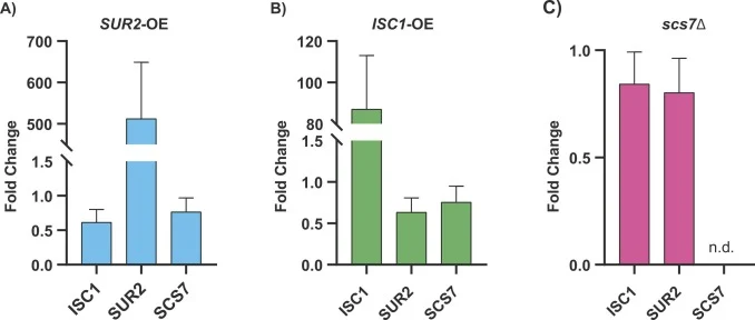 工程化酿酒酵母菌株 ISC1-OE、SUR2-OE 和 scs7Δ 中 ISC1、SUR2 和 SCS7 的相对转录水平,以 ACT1 管家基因和酿酒酵母野生型(Wt)对照归一化。Welch’s ANOVA 显示组间存在显著差异。