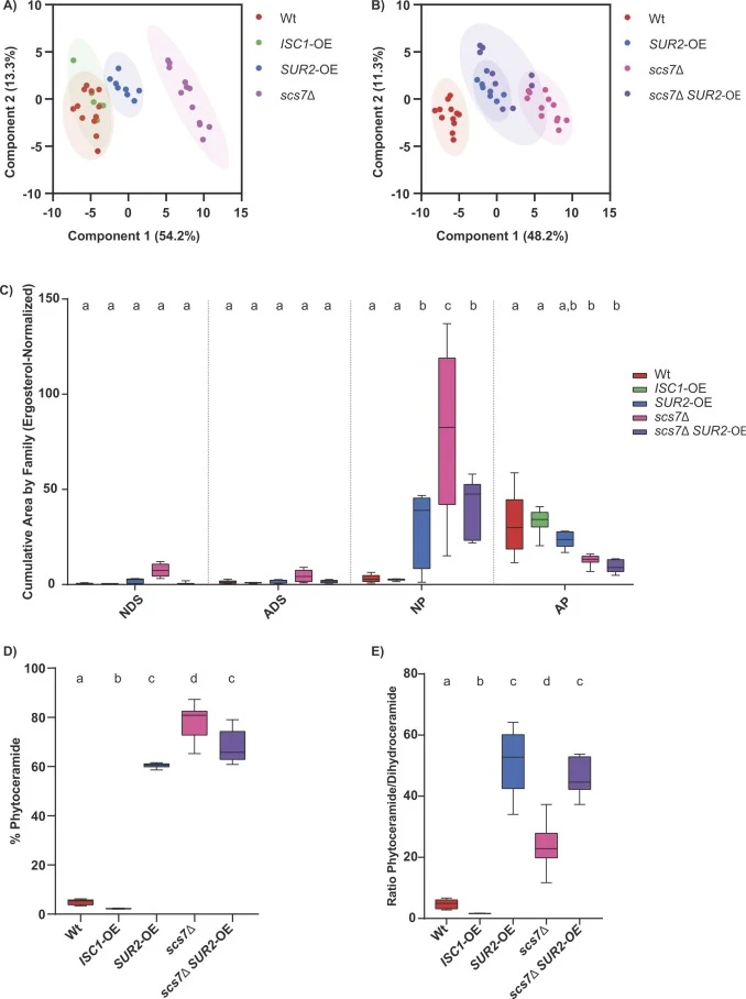 Multivariate Analysis and Lipid Profiling of S. cerevisiae different strains (Wt, ISC1-OE, SUR2-OE, scs7∆ and scs7∆ SUR2-OE). A) Scores plot showing clear separation among Wt, ISC1-OE, SUR2-OE and scs7Δ strains and B) among Wt, SUR2-OE, scs7Δ, and scs7Δ SUR2-OE strains. C) Relative ceramide family’s