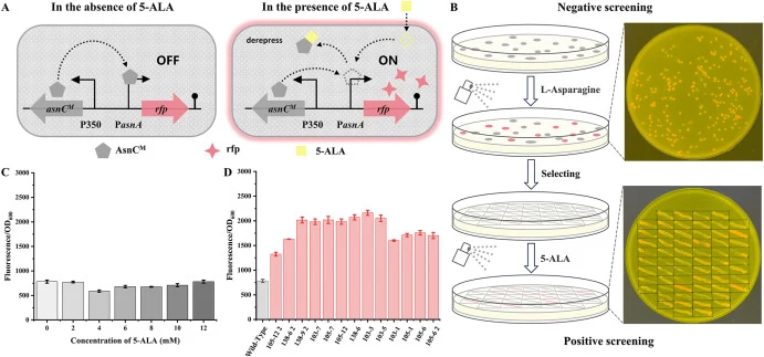 Construction and screening of 5-ALA-responsive AsnC mutants. (A) Genetic circuit design of the sensing system for 5-ALA. Genes (asnC M , rfp), promoters (P350, PasnA), and terminators are indicated by thick arrows, curved arrows, and stem-loops, respectively. asnC M represents favorable mutants of a