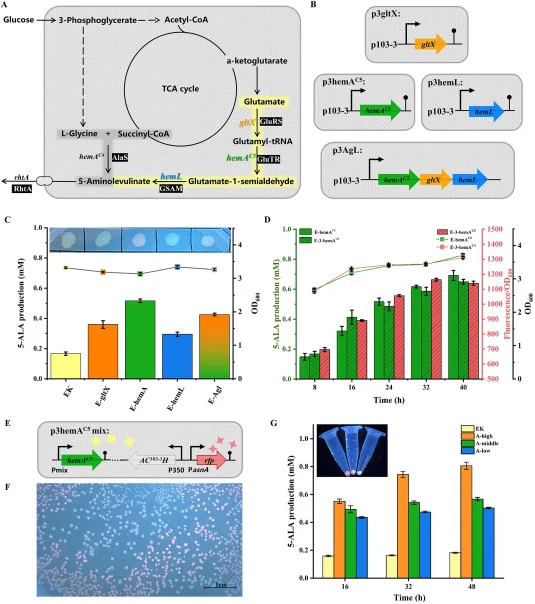 Application of biosensor EAC 103 - 3 H in the fermentation of 5-ALA-producing engineered E. coli strains. (A) Pathway of 5-ALA synthesis in E. coli (C4 pathway marked by a thick gray line, C5 pathway marked by a thick yellow line). (B) Schematic diagrams of the genetic circuit of the engineered E.co