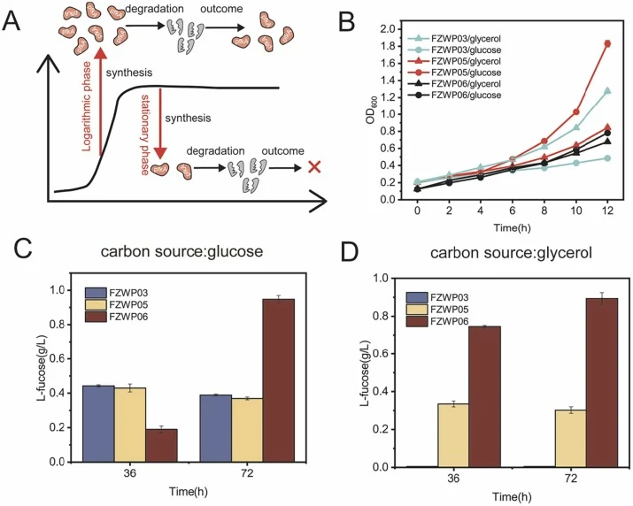Effect of bifunctional switches on L-fucose production and cell growth. A, schematic diagram of pfkA turn-off dynamic switch. B, growth of engineered strains with switches over 12 h. C, D, comparison of L-fucose yield for strains FZW03, FZW05, and FZW06 using glucose and glycerol as the carbon coure
