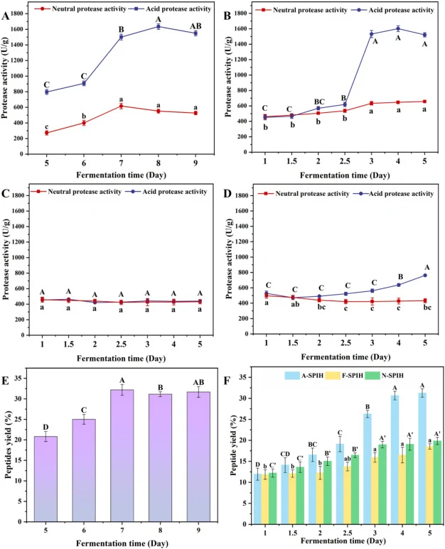 Effect of different SPIHs on protease activity (A, SPIH-free; B, A-SPHI; C, F-SPIH; D, N-SPIH) and peptide yield (E, SPIH-free; F, different SPIHs) in fermented sesame meal.