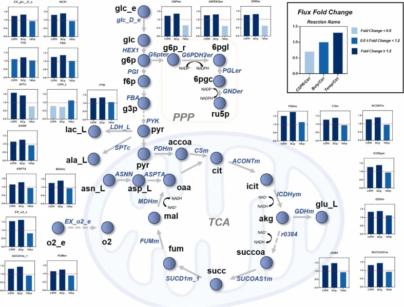 Comparison of key metabolic fluxes across the control and three growth inhibitory strategies. Metabolites are represented by blue spheres, with their names (in black) adjacent to each sphere. The reactions are indicated by grey arrows, and the abbreviations of the metabolite names are presented in b