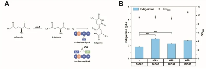 靛蓝素生物合成中限速步骤的鉴定与表征。(A) 标注为“A”的