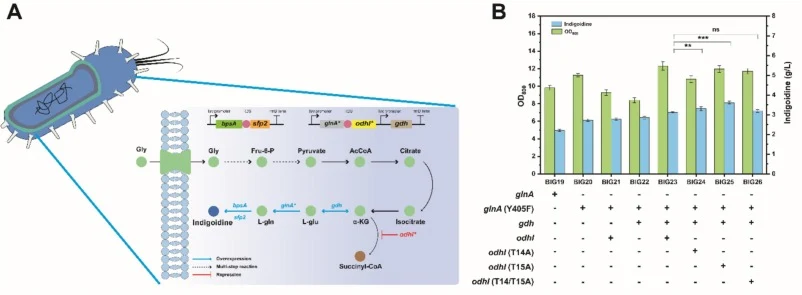 Optimization of metabolic pathways to improve indigoidine production. (A) Additional genes overexpressed (highlighted in blue) and those functioning as repressors (highlighted in red) are present in the engineered BIG25 strain harboring pTac-bpsA-(RBS)-sfp2 and pCD-tac-glnA(Y405F)-odhI(T15A)-tac-gdh