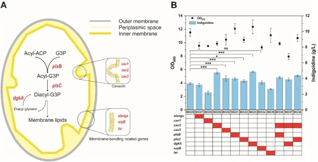 Membrane engineering strategies for enhancing indigoidine production. (A) The genes associated with the membrane synthesis pathway and membrane morphology were upregulated to promote increased accumulation of indigoidine. (B) Shake-flask fermentation results for indigoidine production at 48 h are pr