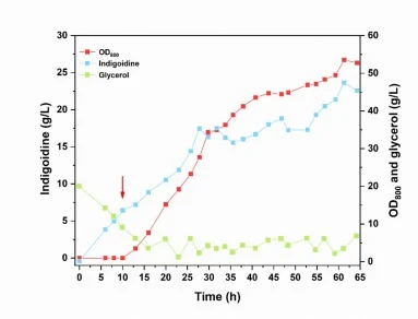 Fed-batch cultivation of strain BIG33 for indigoidine production. The red arrow represents the addition of IPTG inducer.